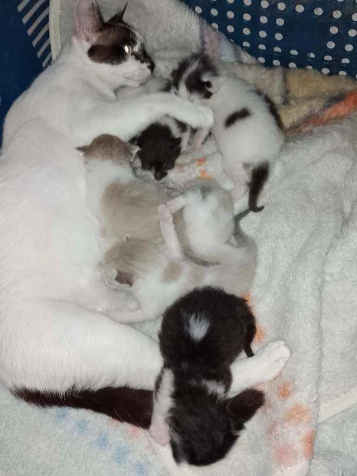 Gato ra a Srd idade Abaixo de 2 meses nome Gatinhos e gatinhas.
