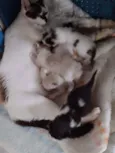 Gatinhos e gatinhas.