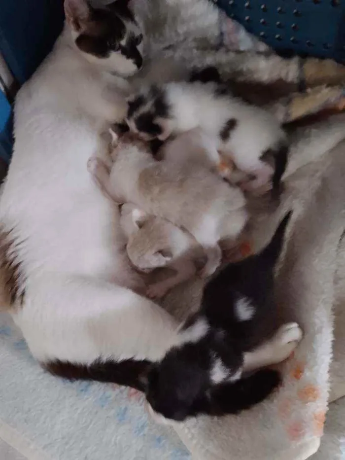 Gato ra a Srd idade Abaixo de 2 meses nome Gatinhos e gatinhas.
