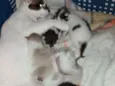 Gatinhos e gatinhas.