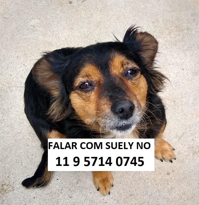 Cachorro raça SRD-ViraLata idade  nome Mel