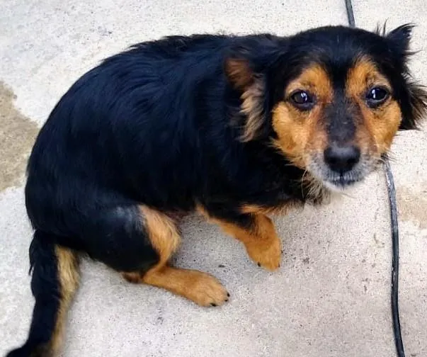 Cachorro raça SRD-ViraLata idade  nome Mel