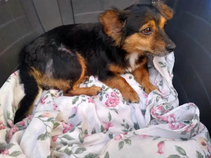 Cachorro raça SRD-ViraLata idade  nome Mel