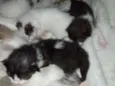 Gatinhos e gatinhas.