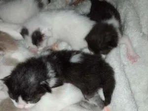 Gato raça Srd idade Abaixo de 2 meses nome Gatinhos e gatinhas.
