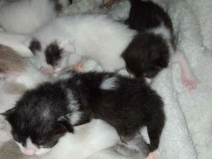 Gato ra a Srd idade Abaixo de 2 meses nome Gatinhos e gatinhas.