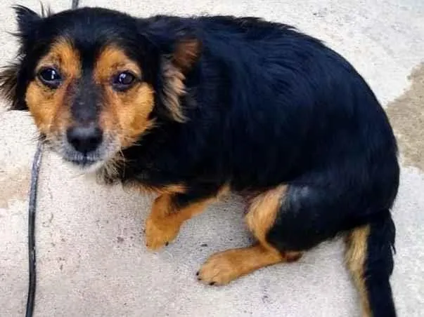 Cachorro raça SRD-ViraLata idade  nome Mel