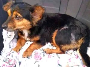 Cachorro raça SRD-ViraLata idade  nome Mel