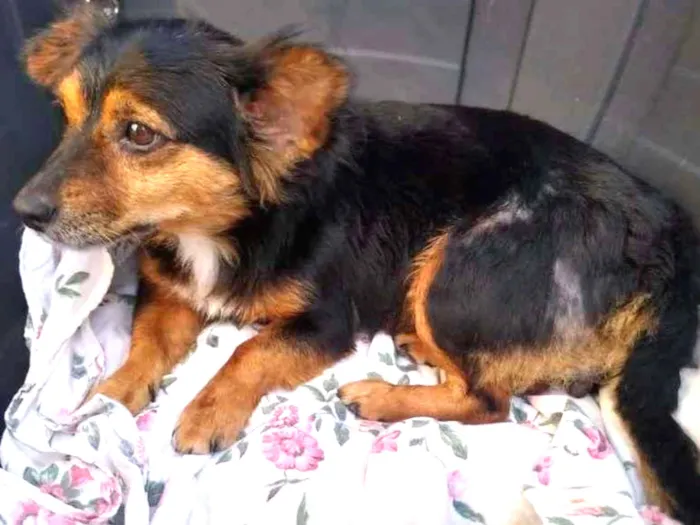 Cachorro raça SRD-ViraLata idade  nome Mel