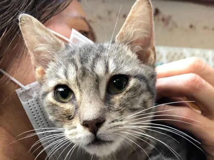 Gato raça SRD-ViraLata idade 2 a 6 meses nome Léo 