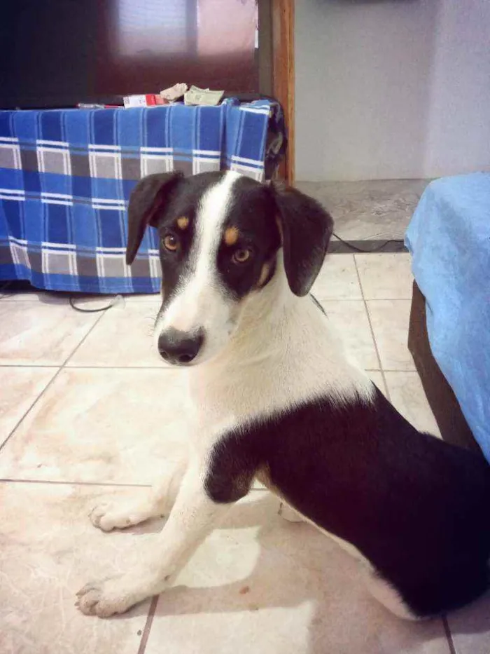 Cachorro raça Vira lata idade 7 a 11 meses nome Sophie
