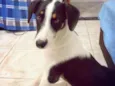 Sophie