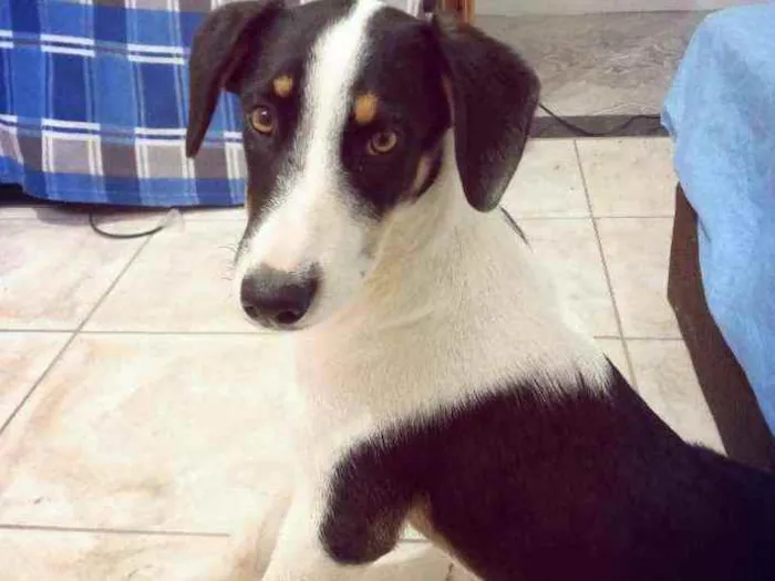 Cachorro raça Vira lata idade 7 a 11 meses nome Sophie