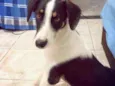 Sophie