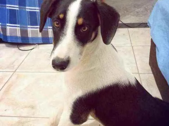 Cachorro raça Vira lata idade 7 a 11 meses nome Sophie
