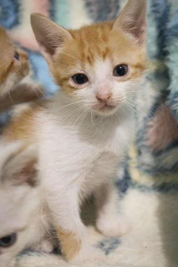 Gato ra a SRD-ViraLata idade Abaixo de 2 meses nome Trio