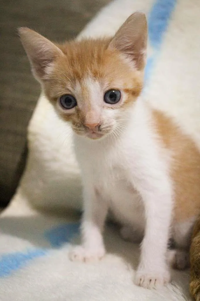 Gato ra a SRD-ViraLata idade Abaixo de 2 meses nome Trio