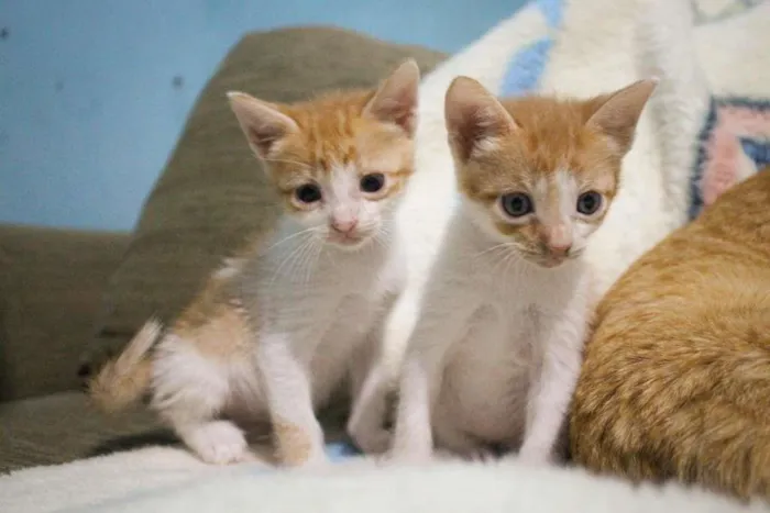 Gato ra a SRD-ViraLata idade Abaixo de 2 meses nome Trio