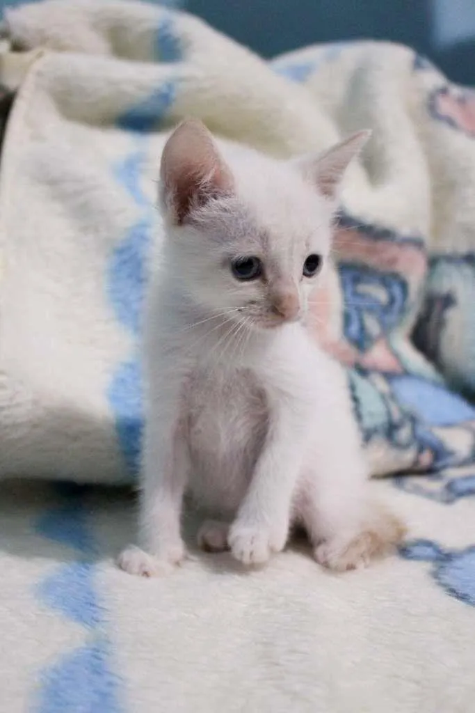 Gato ra a SRD-ViraLata idade Abaixo de 2 meses nome Trio