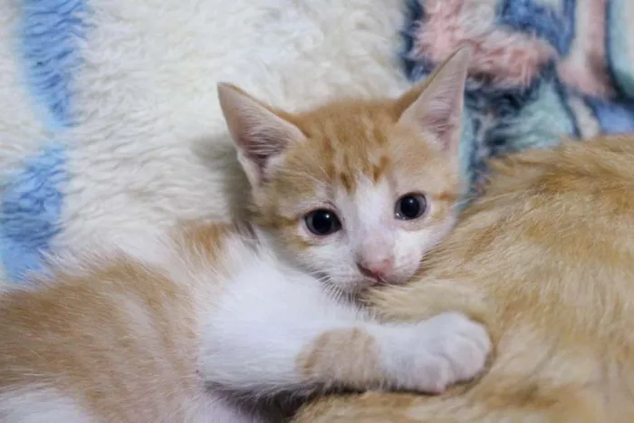 Gato ra a SRD-ViraLata idade Abaixo de 2 meses nome Trio