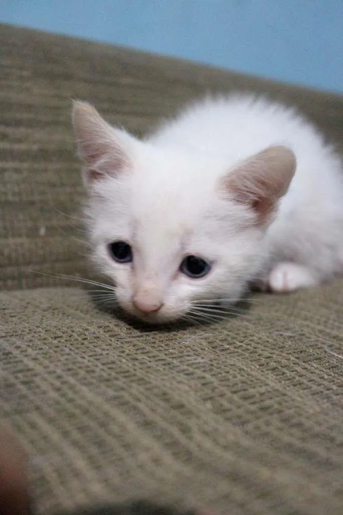 Gato ra a SRD-ViraLata idade Abaixo de 2 meses nome Trio