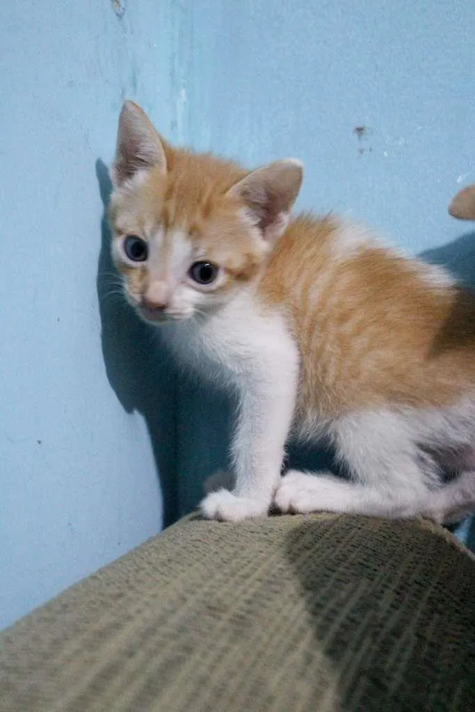 Gato ra a SRD-ViraLata idade Abaixo de 2 meses nome Trio