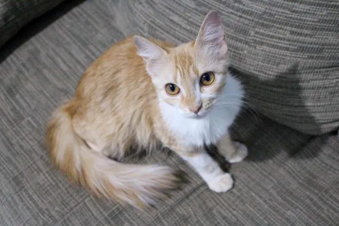 Gato ra a SRD-ViraLata idade 2 a 6 meses nome Laura