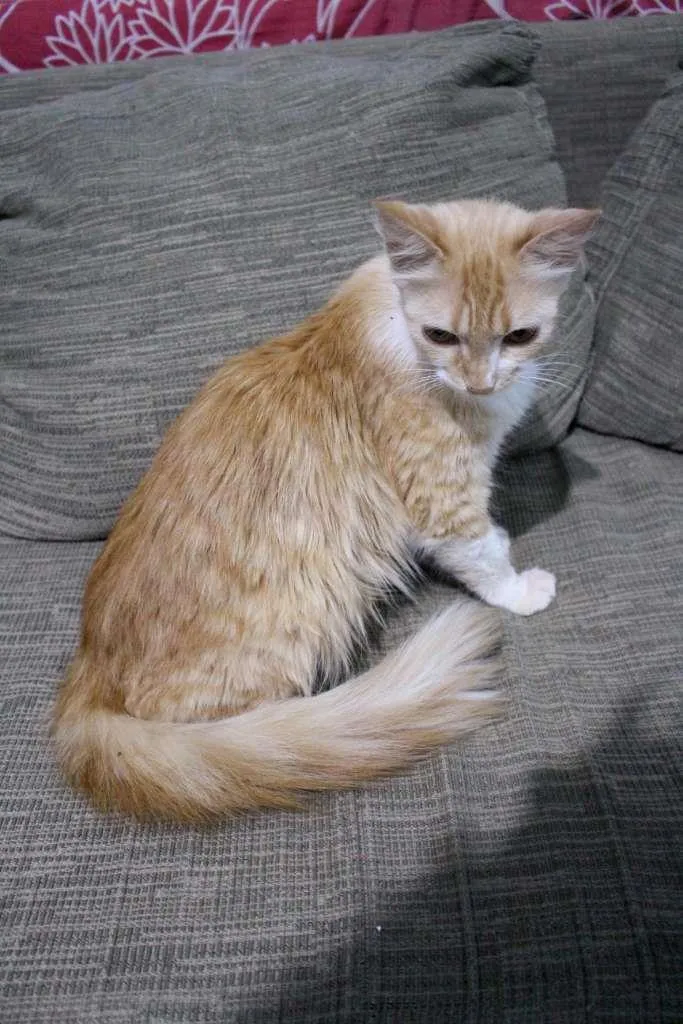 Gato ra a SRD-ViraLata idade 2 a 6 meses nome Laura