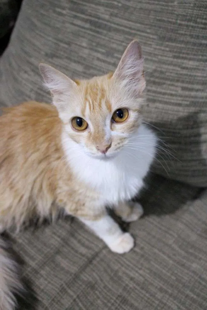 Gato ra a SRD-ViraLata idade 2 a 6 meses nome Laura