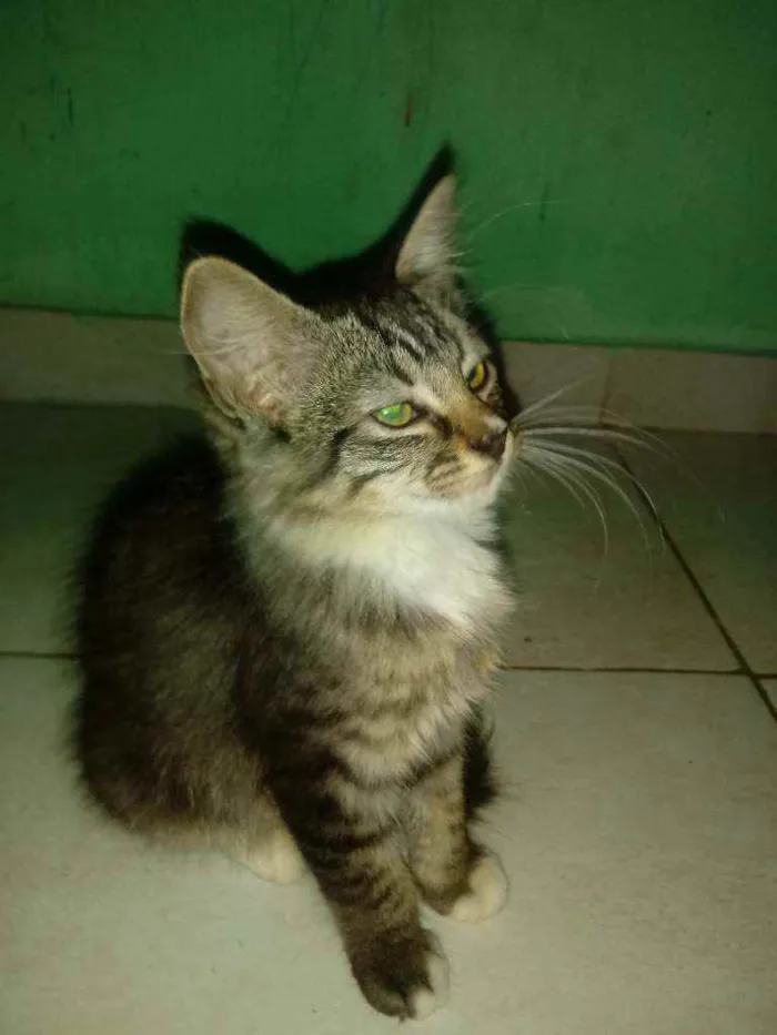 Gato ra a  idade  nome Fofinho, Bolinha e N