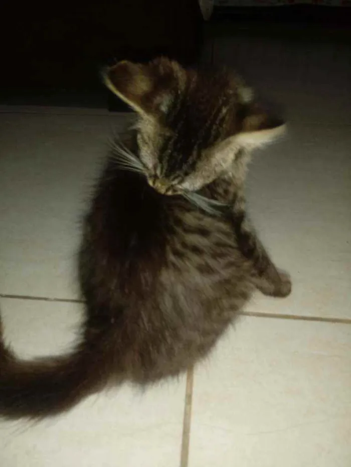 Gato ra a  idade  nome Fofinho, Bolinha e N