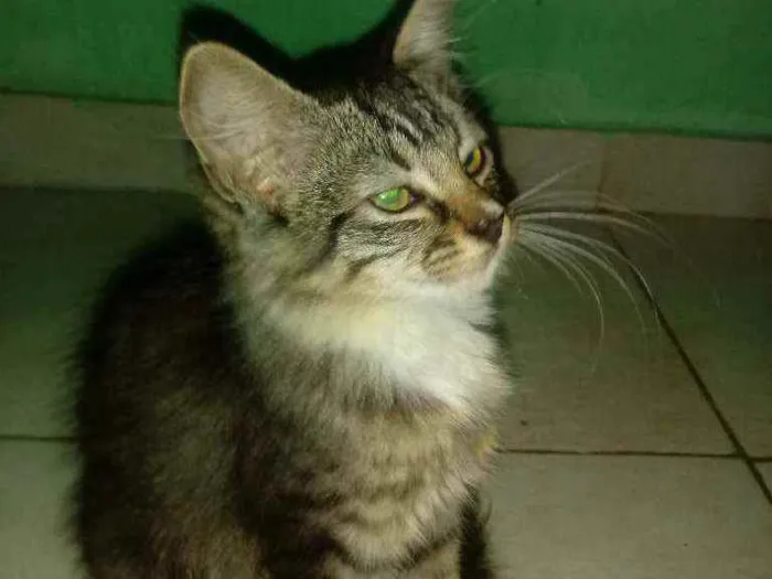 Gato ra a  idade  nome Fofinho, Bolinha e N