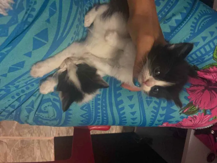 Gato raça Srd idade Abaixo de 2 meses nome Peludos ??