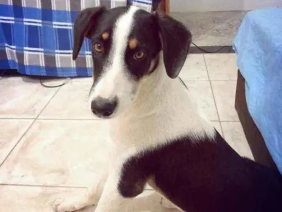 Cachorro raça Vira lata idade 7 a 11 meses nome Sophie