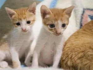 Gato raça SRD-ViraLata idade Abaixo de 2 meses nome Trio