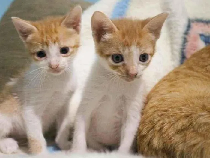 Gato ra a SRD-ViraLata idade Abaixo de 2 meses nome Trio