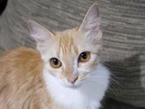 Gato raça SRD-ViraLata idade 2 a 6 meses nome Laura