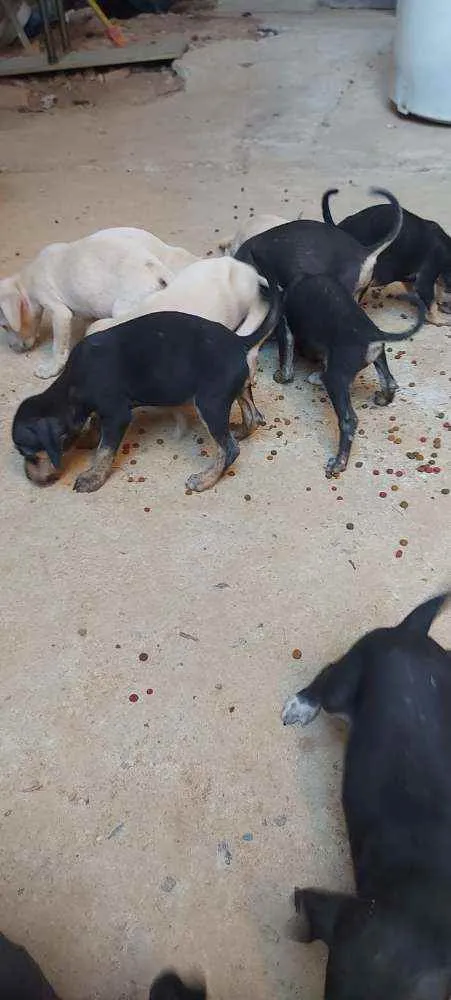 Cachorro raça Vira lata idade 2 a 6 meses nome Sem nome