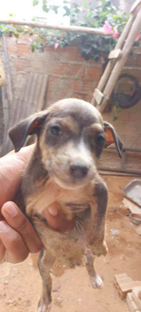 Cachorro raça Vira lata idade 2 a 6 meses nome Sem nome