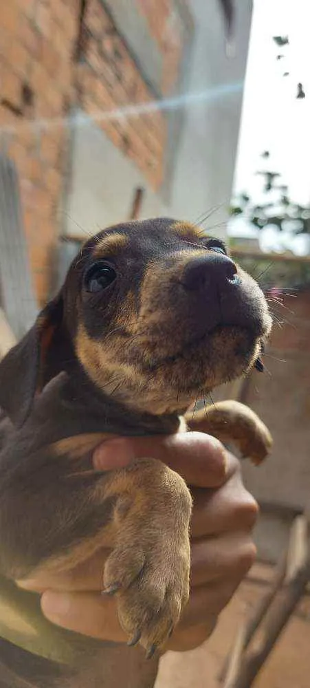 Cachorro raça Vira lata idade 2 a 6 meses nome Sem nome
