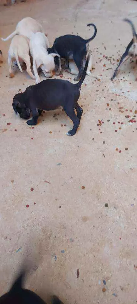 Cachorro raça Vira lata idade 2 a 6 meses nome Sem nome