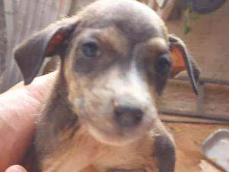 Cachorro raça Vira lata idade 2 a 6 meses nome Sem nome