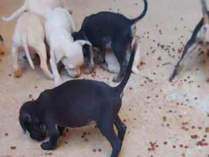Cachorro raça Vira lata idade 2 a 6 meses nome Sem nome