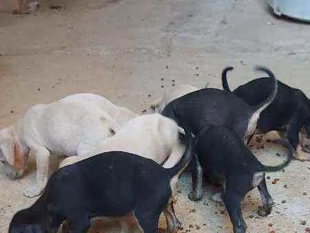 Cachorro raça Vira lata idade 2 a 6 meses nome Sem nome
