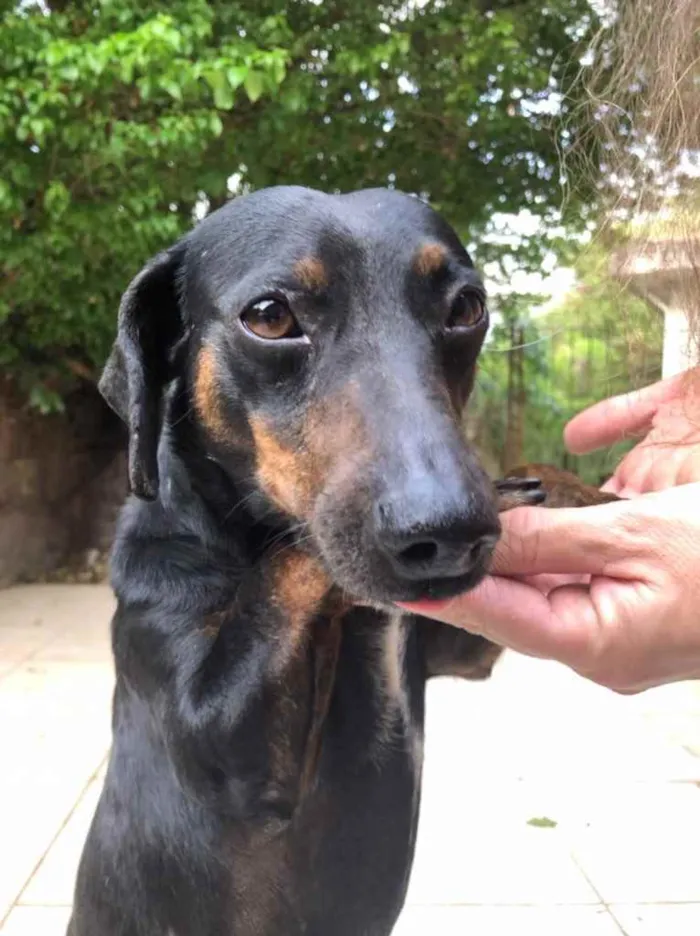 Cachorro raça Dachsound idade 2 anos nome Sem nome
