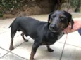 Cachorro raça Dachsound idade 2 anos nome Sem nome