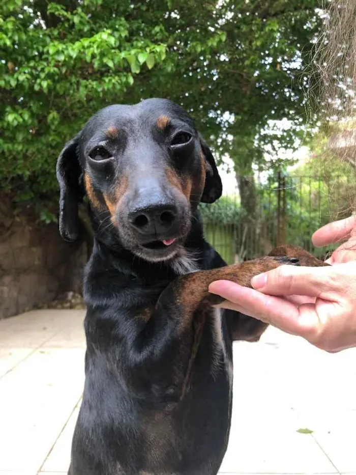 Cachorro raça Dachsound idade 2 anos nome Sem nome