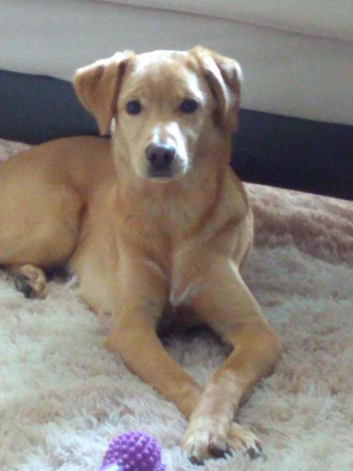 Cachorro ra a Indefinido idade 7 a 11 meses nome Simão