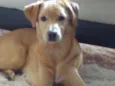Simão