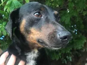 Cachorro raça Dachsound idade 2 anos nome Sem nome